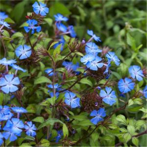 Ceratostigma willmottianum - Loodkruid