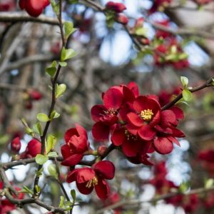 Chaenomeles superba 'Crimson and Gold' - Japanse sierkwee