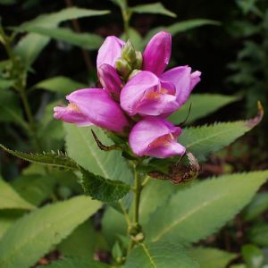 Chelone lyonii 'Hot Lips' - Schildpadbloem