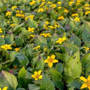 Chrysogonum virginianum 'Pierre' - Goudster