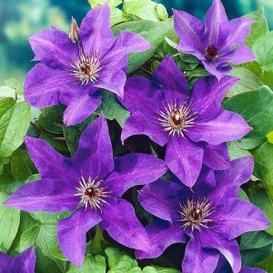 Clematis 'The President' - Bosrank