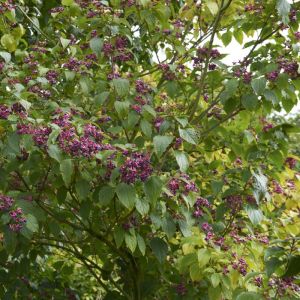 Clerodendrum trichotomum - Kansenboom