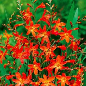 Crocosmia 'Carmine Brilliant' - Montbretia
