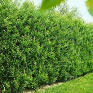 Cupressocyparis leylandii - Cipres