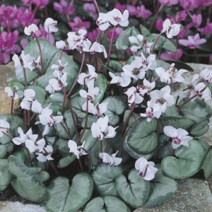Cyclamen coum 'Album' - Alpenviooltje