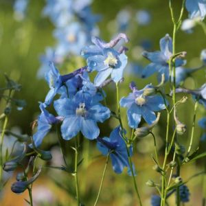 Delphinium belladonna 'Cliveden Beauty' - Ridderspoor