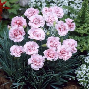 Dianthus plumarius 'Doris' - Grasanjer