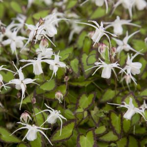 Epimedium grandiflorum 'Bandit' - Elfenbloem