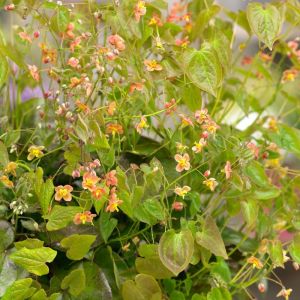 Epimedium pubigerum 'Orangekönigin' - Elfenbloem
