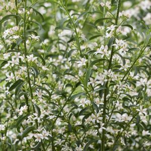 Eriostemon myoporoides - Wasbloem