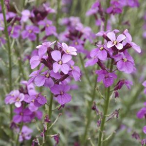 Erysimum 'Bowles Mauve' - Steenraket