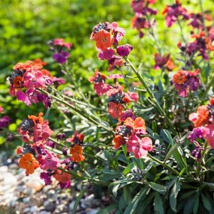 Erysimum 'Constant Cheer' - Steenraket