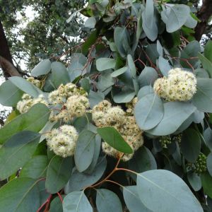Eucalyptus cinerea 'Silver Dollar' - Gomboom