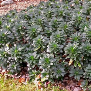 Euphorbia amygdaloides robbiae - Wolfsmelk