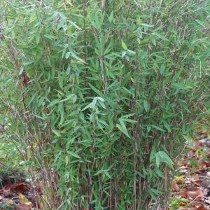 Fargesia nitida 'Gansu' - Bamboe