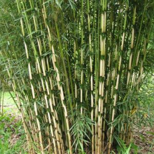 Fargesia robusta 'Campbell' - Bamboe
