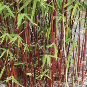 Fargesia scabrida 'Asian Wonder' - Sierbamboe