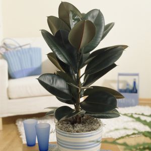 Ficus elastica 'Abidjan' - Rubberplant