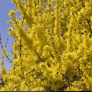 Forsythia intermedia 'Minigold' - Chinees Dwergklokje