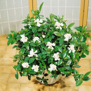 Gardenia jasminoides 'Sweetheart' - Kaapse Jasmijn
