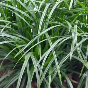 Carex foliosissima Irish Green - Zegge