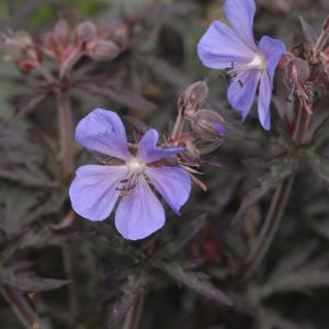 Geranium pratense 'Midnight Reiter' - Ooievaarsbek