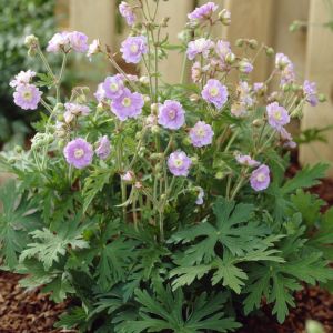 Geranium pratense 'Summer Skies' - Ooievaarsbek
