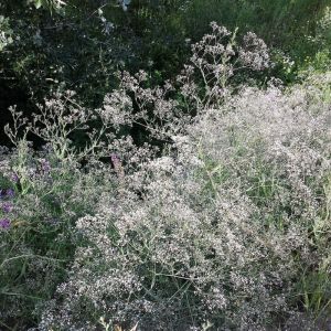 Gypsophila paniculata 'Bristol Fairy' - Gipskruid