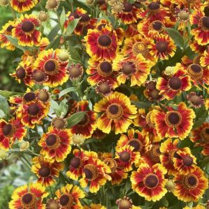Helenium 'Biedermeier' - Zonnekruid