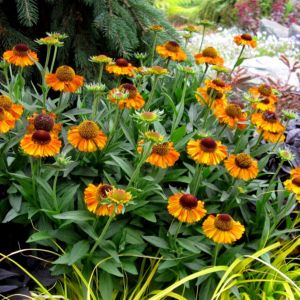 Helenium 'Short and Sassy' - Zonnekruid
