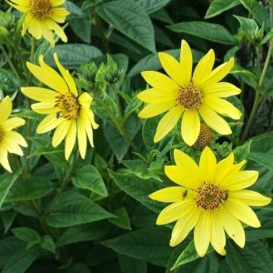 Helianthus microcephalus 'Lemon Queen' - Zonnebloem