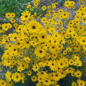 Helianthus salicifolius - Zonnebloem