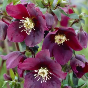 Helleborus orientalis 'Pretty Ellen Purple' - Kerstroos