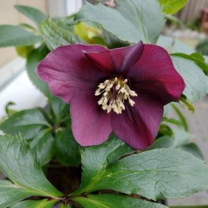 Helleborus orientalis 'Pretty Ellen Purple' - Kerstroos