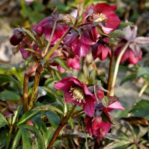 Helleborus orientalis 'Red Lady' - Kerstroos