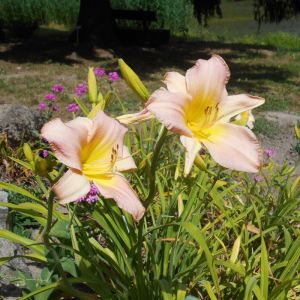 Hemerocallis 'Catherine Woodbury' - Daglelie
