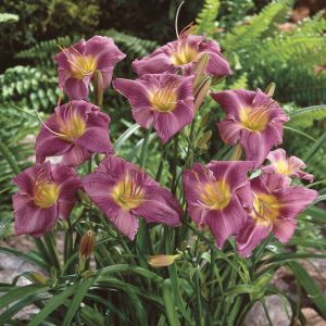 Hemerocallis 'Prairie Blue Eyes' - Daglelie