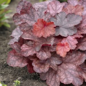 Heuchera 'Fire Chief' - Purperklokje
