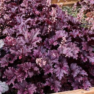 Heuchera 'Forever Purple' - Purperklokje