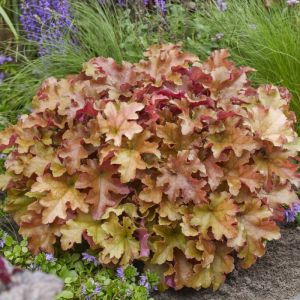 Heuchera Marmalade - Purperklokje