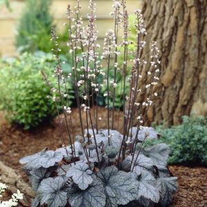 Heuchera 'Silver Scrolls' - Purperklokje