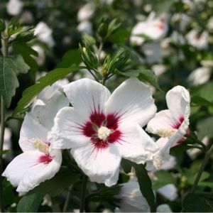 Hibiscus syriacus 'Red Heart' - Altheastruik