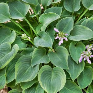 Hosta 'Toy Soldier' - Hartlelie