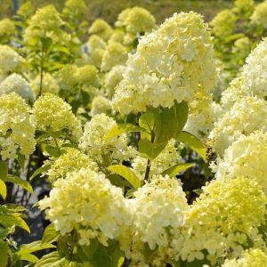 Hydrangea paniculata 'Candlelight' - Pluimhortensia