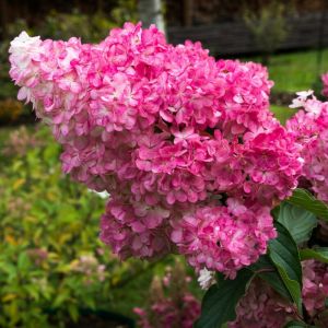 Hydrangea paniculata 'Sundae Fraise' op stam - Hortensia