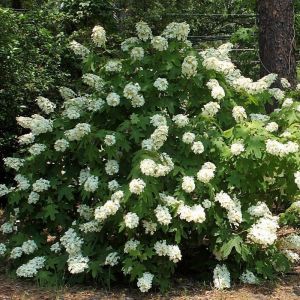 Hydrangea quercifolia 'Back Porch' - Eikenbladhortensia