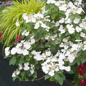 Hydrangea 'Runaway Bride' - Slingerhortensia 