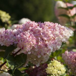 Hydrangea paniculata 'Vanille Fraise' op stam - Hortensia