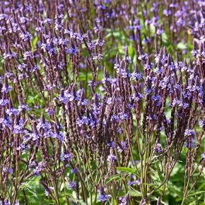 Verbena macdougalii 'Lavender Spires' - IJzerhard