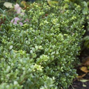 Ilex crenata 'Dark Green' - Japanse Hulst